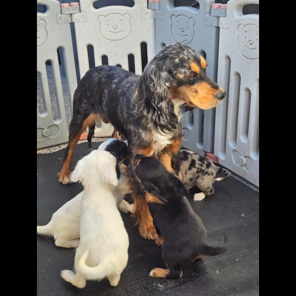 Working Cocker Spaniel