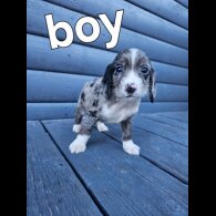 Working Cocker Spaniel