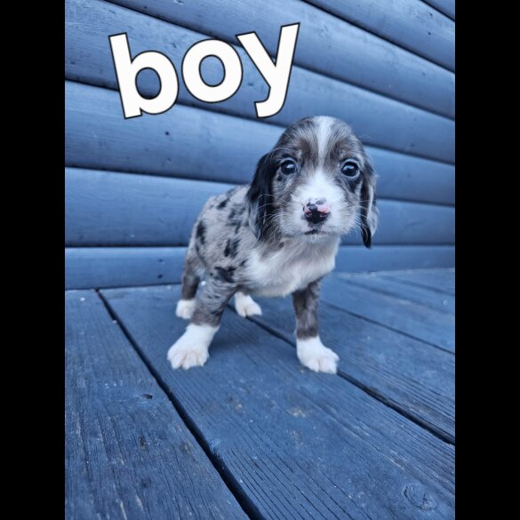 Working Cocker Spaniel