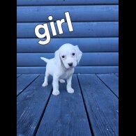 Working Cocker Spaniel