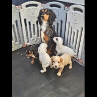 Working Cocker Spaniel