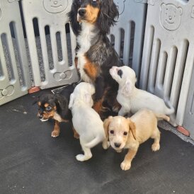 Working Cocker Spaniel
