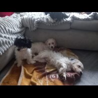 Cockapoo