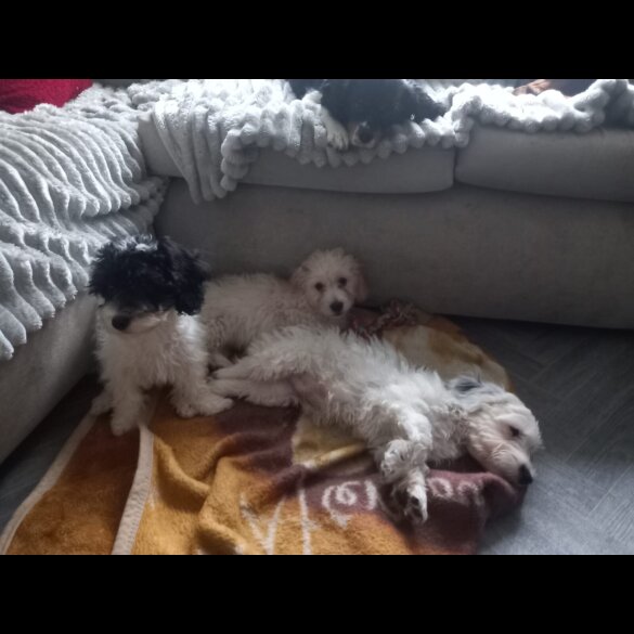 Cockapoo