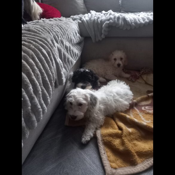 Cockapoo