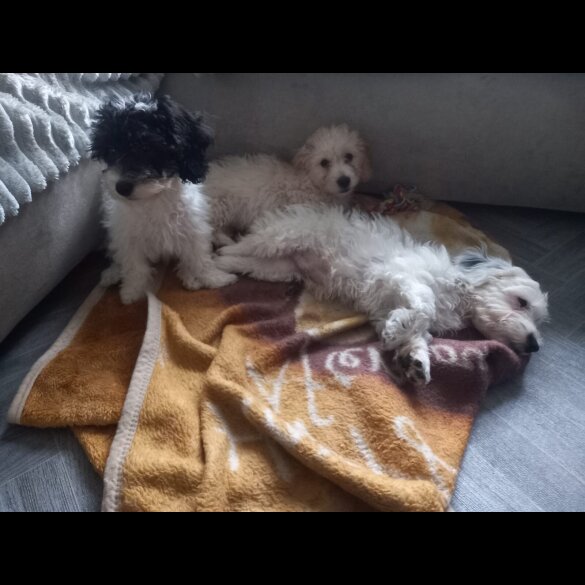 Cockapoo