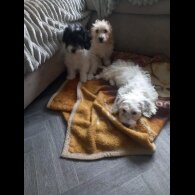 Cockapoo