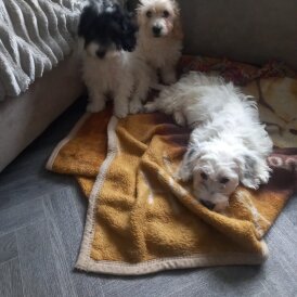 Cockapoo
