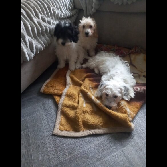 Cockapoo