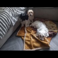 Cockapoo
