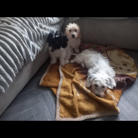 Cockapoo