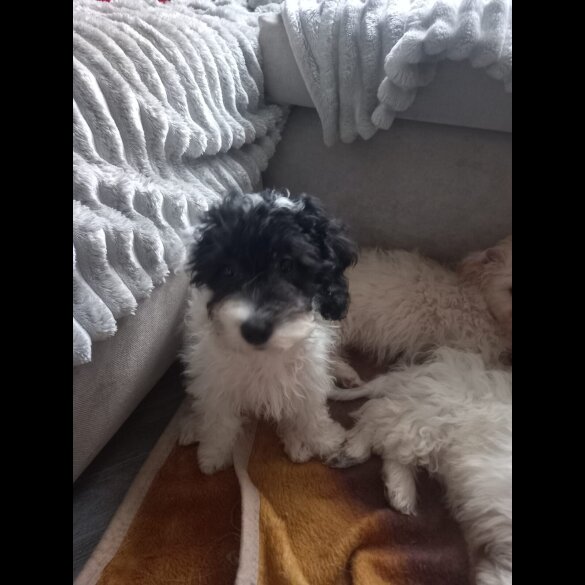 Cockapoo