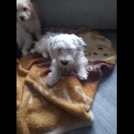 Cockapoo