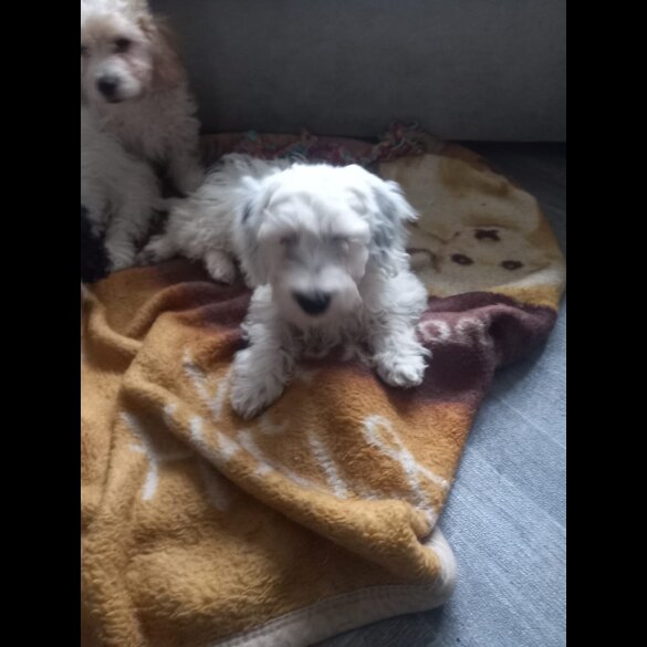 Cockapoo