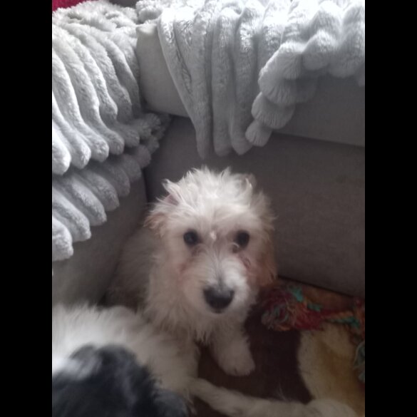 Cockapoo