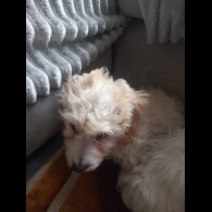 Cockapoo