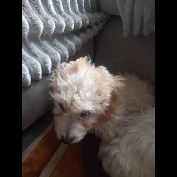 Cockapoo