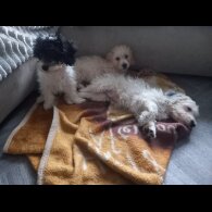 Cockapoo