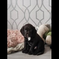 Working Cocker Spaniel