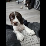 Working Cocker Spaniel