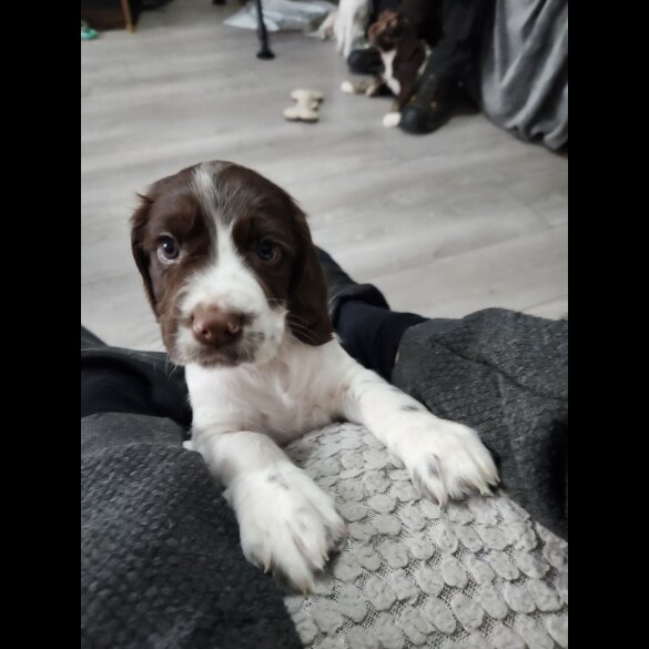 Working Cocker Spaniel