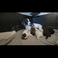 Working Cocker Spaniel