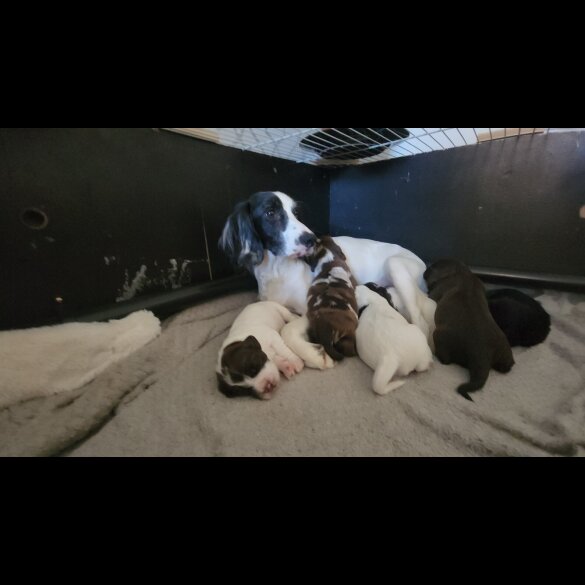 Working Cocker Spaniel