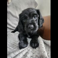 Working Cocker Spaniel