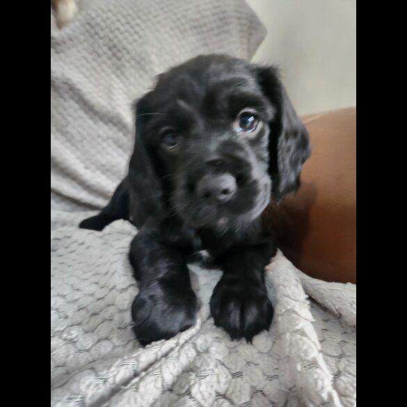 Working Cocker Spaniel