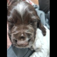 Working Cocker Spaniel