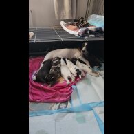 Working Cocker Spaniel