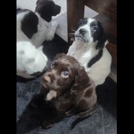 Working Cocker Spaniel