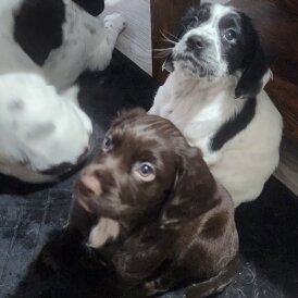 Working Cocker Spaniel