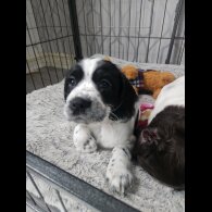 Working Cocker Spaniel