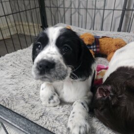 Cocker Spaniel (Working)