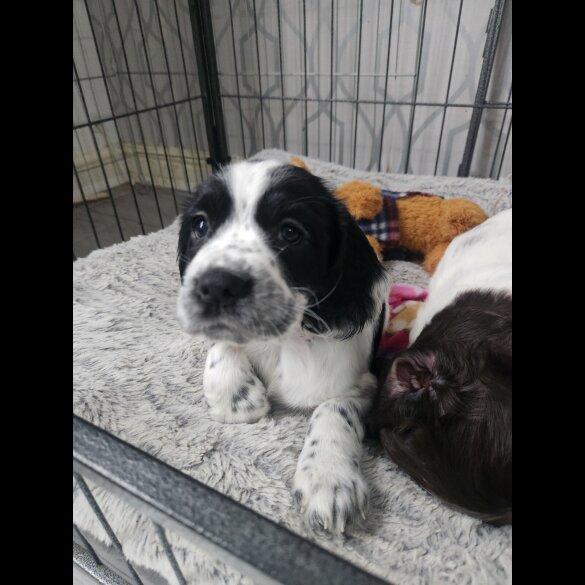 Working Cocker Spaniel