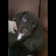 Working Cocker Spaniel