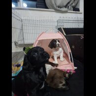 Working Cocker Spaniel