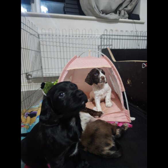 Working Cocker Spaniel