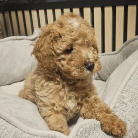 Cockapoo