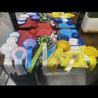 Dachshund (Miniature Smooth Haired)