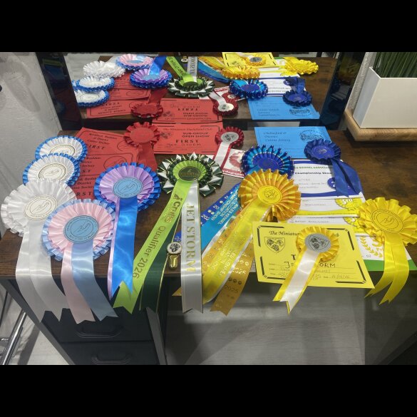 Dachshund (Miniature Smooth Haired)