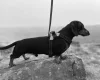 Dachshund (Miniature Smooth Haired)