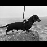 Dachshund (Miniature Smooth Haired)