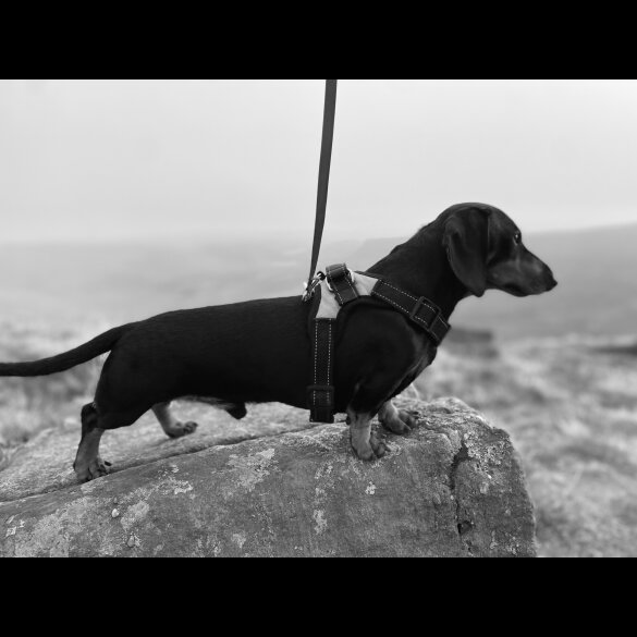 Dachshund (Miniature Smooth Haired)