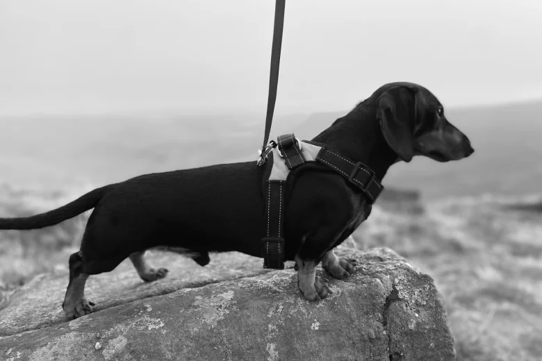 Dachshund (Miniature Smooth Haired)