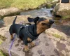 Dachshund (Miniature Smooth Haired)