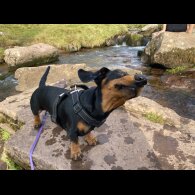 Dachshund (Miniature Smooth Haired)