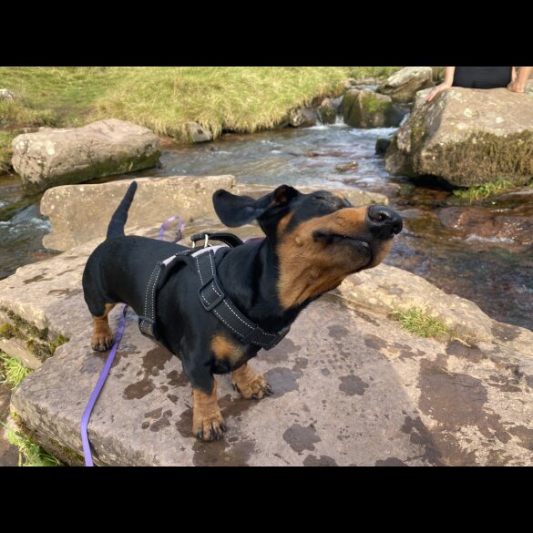 Dachshund (Miniature Smooth Haired)