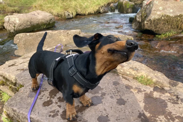 Dachshund (Miniature Smooth Haired)